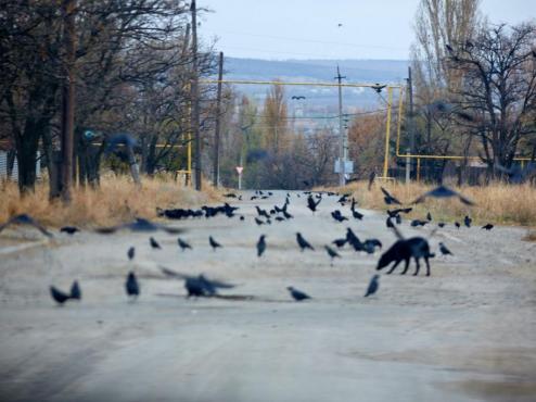 donetsk-luhansk-ukraine-2014-38