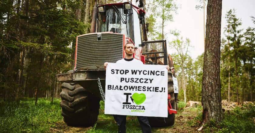 puszcza-blokada-wycinki