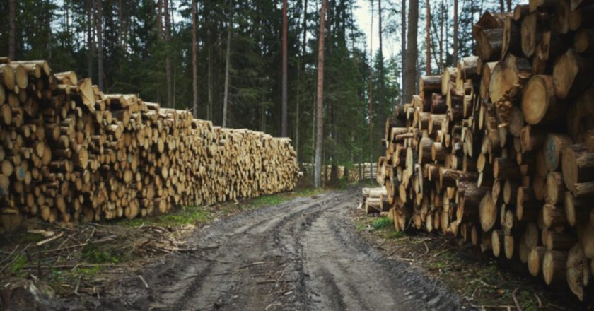 wycinka lasy państwowe
